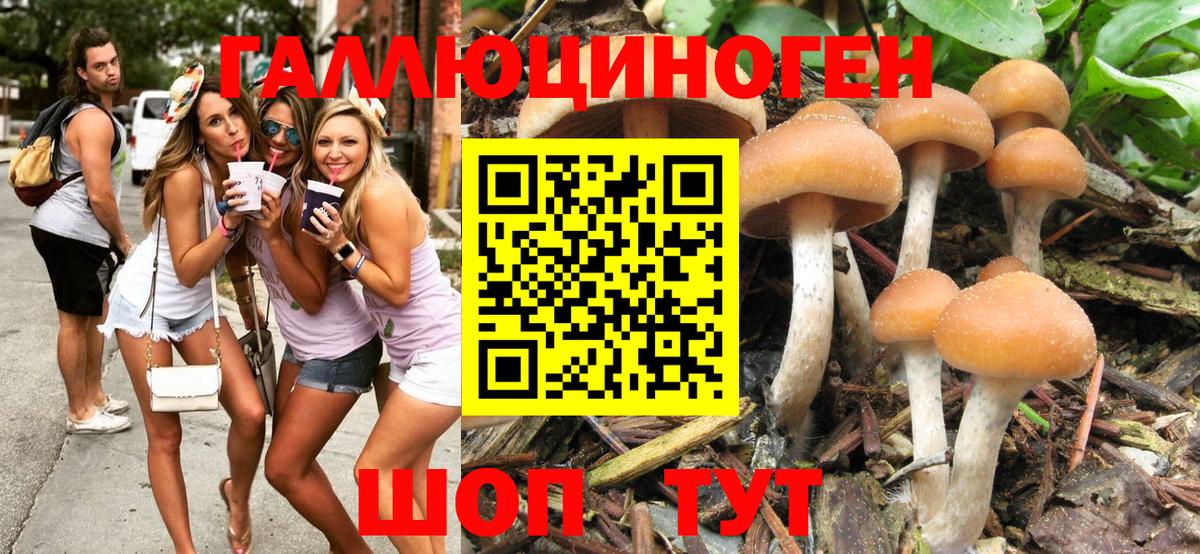 Псилоцибиновые грибы мицелий Горно-Алтайск
